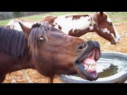 Animals Screaming And Making Funny Noises Funny Animal Sound Compilation Part 2 Positive Life Magazine Awkward Animals Funny Horse Pictures Funny Animals