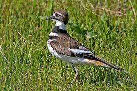Brown Bird With Black And White Wings Killdeer Killdeer Backyard Birds Ontario Birds