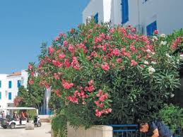 سُئل أكتوبر 13، 2019 بواسطة مجهول. Ù…ÙˆÙ‚Ø¹ Ù„Ø¨ÙŠØ¹ Ø¨Ø°ÙˆØ± Ø§Ù„Ù†Ø¨Ø§ØªØ§Øª Ø§Ù„Ø¨Ø±ÙŠ Ø© ÙˆØ£Ø´Ø¬Ø§Ø± Ø§Ù„Ø¸Ù„ ÙˆØ§Ù„Ø²Ù‡ÙˆØ± ÙˆØ¨Ø°ÙˆØ± Ø§Ù„Ø®Ø¶Ø±ÙˆØ§Øª Ø§Ù„Ø´Ø­Ù† Ù…Ø¬Ø§Ù†ÙŠ