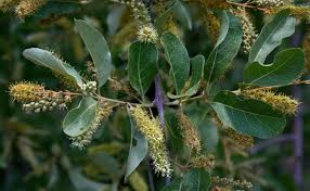 Image result for Combretum imberbe