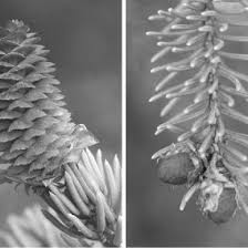 Check spelling or type a new query. Norway Spruce Seed Cone Left And Pollen Cones Right At Or Before Download Scientific Diagram
