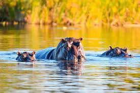 In botswana die seele des schwarzen kontinentes afrika erahnen. Botswana Reise Naturwunder Der Superlative Aldi Reisen