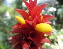 Image result for Costus subbiflorus