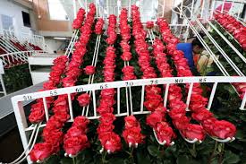 The real handmade organic roses from ecuador. 41 Ecuador Rosen In Allen Farben Panamericana Tour