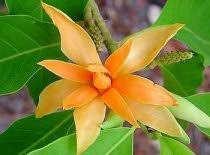 We did not find results for: Michelia Champaca Yellow Jade Orchid Tree