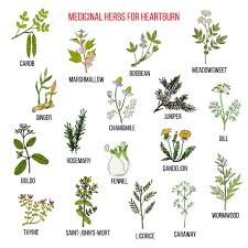 Top 10 Natural Remedies For Heartburn Acid Reflux Febico Blog