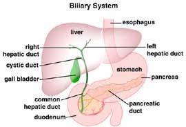 Stomach And Liver Disorders Conditions And Treatments Pediatric Specialists Of Virginia