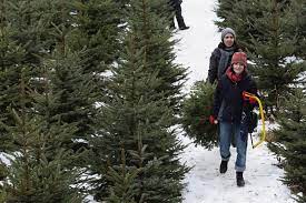 Maybe you would like to learn more about one of these? Farms Where You Can Cut A Christmas Tree Near Bangor