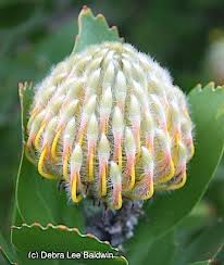 Flowering plants are found in most habitats, from deserts to polar regions, and include species of trees, shrubs, and herbs. Pin On Flowers God S Way Of Bringing Beauty To An Otherwise Ugly World