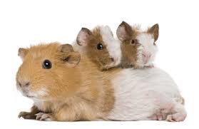 Ideally, you want to wait until they're adolescent guinea pigs before washing them frequently. Baby Guinea Pig Care The Guinea Pig Manual