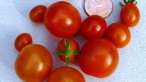 Initially, tomatoes, as they appear on the vine, are hard to press. Candyland Tomatoes Make A Sweet Garden Treat Finegardening