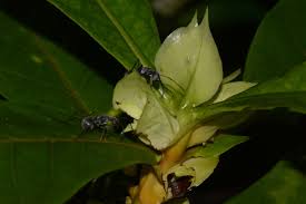 Image result for Leptactina involucrata