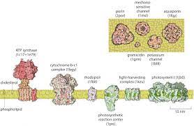 What Is The Thickness Of The Cell Membrane