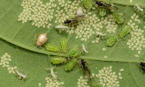 Allied services pest elimination is locally owned, family operated and covers san diego county homes and businesses. Harvesting The Research Natural Enemies Of Crop Pests Can Replace Insecticides Food Tank