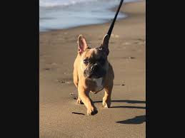 If you are unable to find your companion in our dogs for adoption sections, please consider looking thru the directory of rescue organizations, to see if they have any current dogs for adoption listings. La S Top Dog The Frenchie Of Course Los Angeles Ca Patch