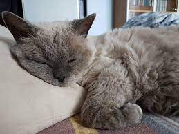 selkirk rex louna du jardin de berlioz selkirk rex t rex