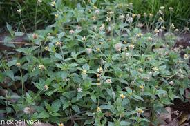 Image result for Tridax