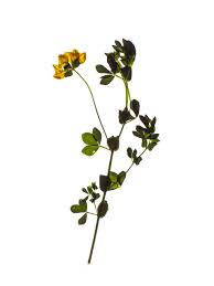 Image result for Lathyrus hirsutus