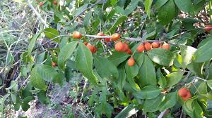 Image result for Vepris reflexa