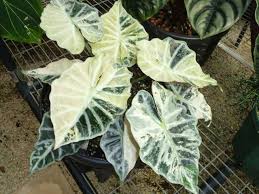 Pin On Colocasia Alocasia Caladium Vraiment Mes Preferes