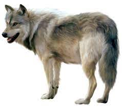 2 3 12 Png Wolf Clipart Animal Clipart Wolf Photos