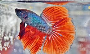 Betta fish are good jumpers, so if you don't have a lid on your tank, either get one, or be sure to leave plenty of space from the top of the water, to the top of. Your Betta Needs More Than A Bowl Veterinary Medicine At Illinois