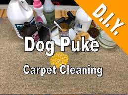 Sep 17, 2020 · how to remove dog vomit stain from carpet before it reeks up your entire apartment? Carpet Cleaning Dog Vomit D I Y Youtube