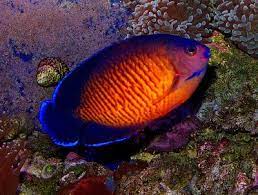 Itanhaem Coral Shop 13997531893 Coral Beauty