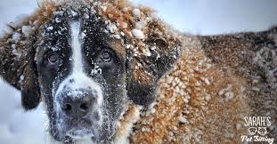 We are also utilising virtual meetings to discuss the animal and their requirements with potential adopters and we will process all relevant paperwork prior to the animal being picked up. Pet Rescues In Ct