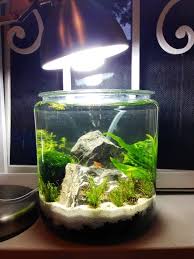 Low Tech 1 Gallon Shrimp Jar Betta Aquarium Nano Aquarium Shrimp Tank