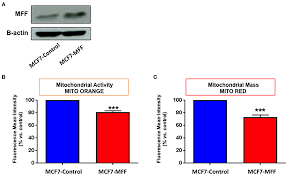 We did not find results for: Frontiers Mitochondrial Fission Factor Mff Inhibits Mitochondrial Metabolism And Reduces Breast Cancer Stem Cell Csc Activity Oncology