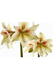 Rare Amaryllis Bulbs Rare Amaryllis Flowers Amaryllis Flowers Petals Amaryllis Bulbs