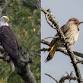 Bird Walk with Andrew Melnykovych event image