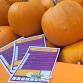 Pumpkin Patch Trail 2025 event in Neston