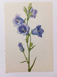 Bellflower Vintage Flower Picture Botanical Print Blue Flowers Purple Flowers Home Decor Paper Goods Supplies Ephemera Flower Illustration Botanical Prints Vintage Flowers