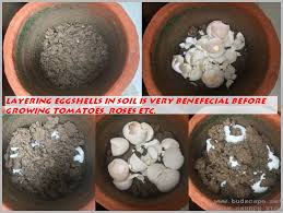 You've probably seen people using half an eggshell to plant seedlings. 7 Ways To Use Eggshells In The Garden Gardening For Beginners