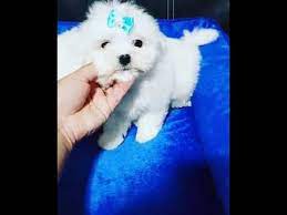 Looking To Buy Teacup Maltese Puppies For Sale Near Me Then Your Search Ends Here Find Mini Maltese Teacup Puppies Maltese Yorkie Puppy For Sale Maltese Puppy