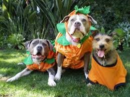 St francis' pet hospital ⭐ , united states, camby, 9042 hendricks rd: St Francis Pet Clinic 138 W Ortega St Santa Barbara Ca Veterinarians Mapquest