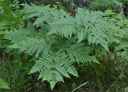 Pteridium Aquilinum Bracken Fern Native Plants For A Cape Cod Garden Ferns Garden Ferns Plants
