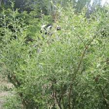 Sangat cocok untuk wallpaper dan sebagai referensi tempat wisata alam terbaik. Produk Ready Bibit Tanaman Daun Pacar Pohon Hena Inai Shopee Indonesia