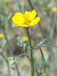 Image result for Eschscholzia