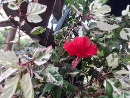 Image result for Hibiscus calyphyllus