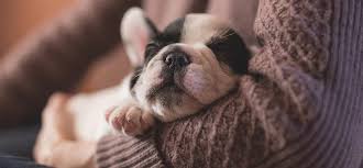 Many dogs bark at the door if the doorbell rings or someone knocks. 27 Things That Make Having A Dog In A Small Apartment A Walk In The Park Tiny Partments