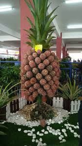 6,242 likes · 1 talking about this · 4 were here. Sarikei Town S Annual Pineapple Festival Pesta Nanas