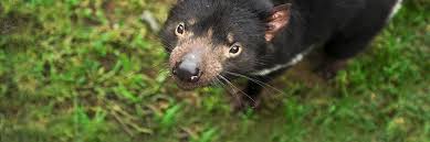 He is capable of becoming an unstoppable, whirling tornado of destruction. Australian Researchers Tap Cloud To Save The Tasmanian Devil