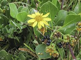 Image result for Chrysanthemoides monilifera