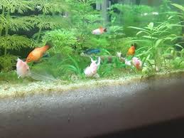 Plecostomus Care Guide: Care Sheet, Tank Mates, Diet, Breeding & More