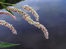 Image result for Persicaria lapathifolia