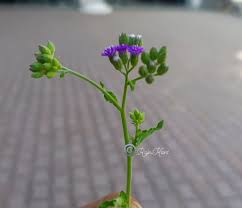 Image result for Vernonia cinerea