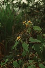 Image result for Aspilia